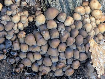 large group of objects