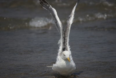 Close-up of a bird flying over water