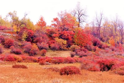 Autumn trees on field against sky