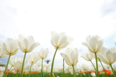 Close-up of white flowering plants on field against sky