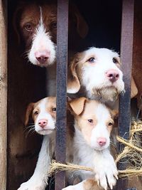 Portrait of dog in cage