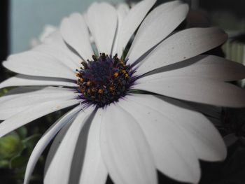 Close-up of white flower blooming outdoors