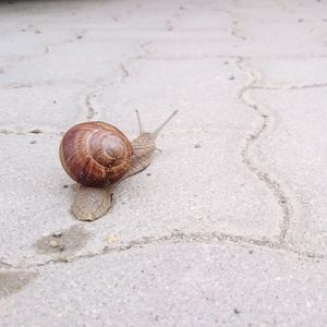 Close-up of snail