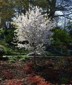 Close-up of flower tree against sky