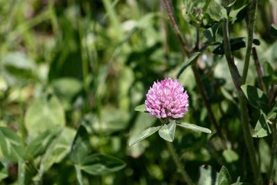 Close-up of pink flowering plant