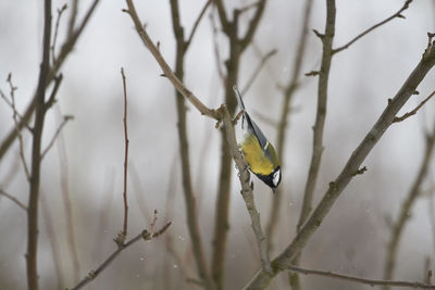 Close-up of bird perching on branch