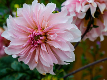 Close-up of pink flower