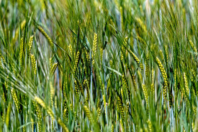 Close-up of wheat growing on field