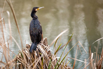 Close-up of bird perching on branch