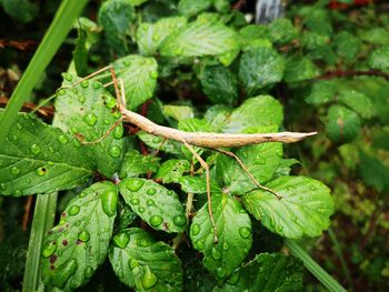 Close-up of insect on leaves