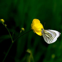 Close-up of insect on yellow flower