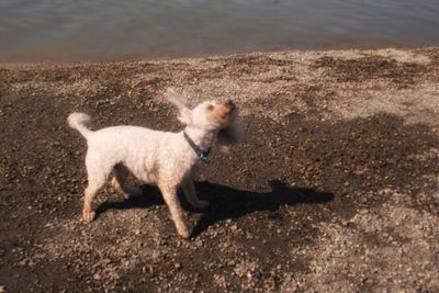 Dog standing on sand at beach