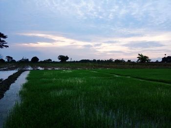 Scenic view of field against sky during sunset