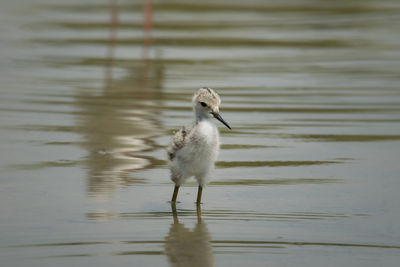 Bird perching on a lake