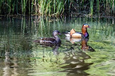 View of ducks swimming in lake