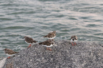 High angle view of seagulls on rock by sea