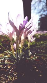 Close-up of flower against blurred background