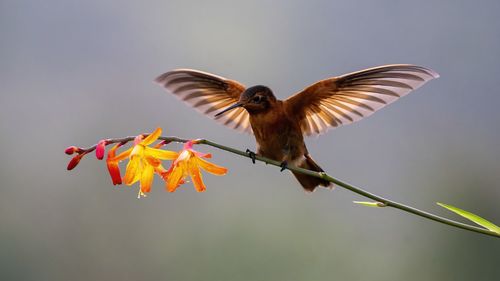 Close-up of bird flying against blurred background