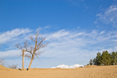 Bare tree on field against sky