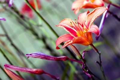 Close-up of flowers blooming outdoors