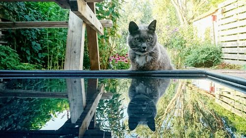 Portrait of cat by window in yard