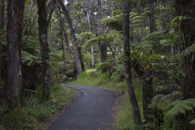 Road amidst trees in forest