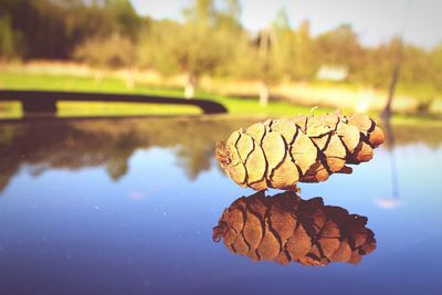 Reflection of trees in water