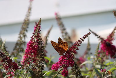 Close-up of butterfly pollinating on purple flowering plant