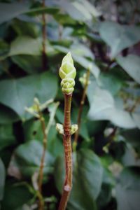 Close-up of plant