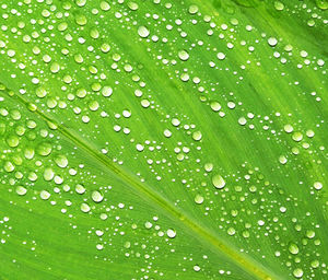 Full frame shot of wet leaves