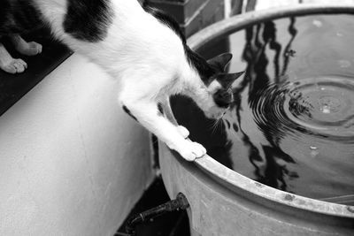 Cat on water storage container