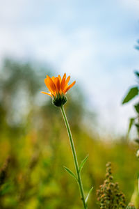 Close-up of orange flowering plant