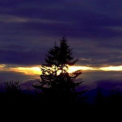 Silhouette of trees against cloudy sky