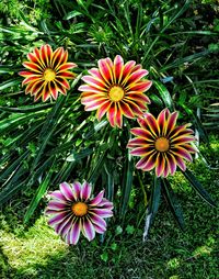 Close-up of flower blooming in field