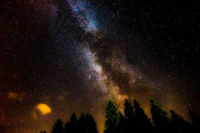 Low angle view of trees against sky at night