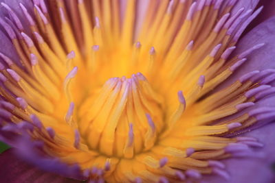 Close-up of orange flower