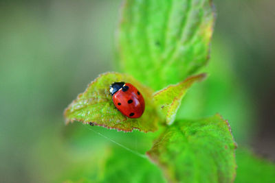 Close-up of ladybug on leaf