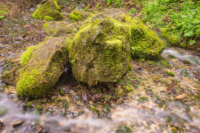 Moss growing on tree trunk