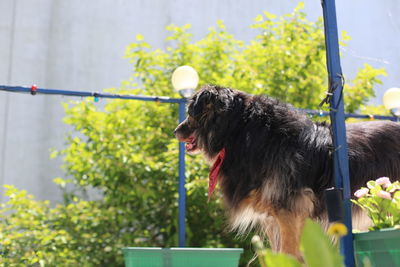 Close-up of a dog looking away