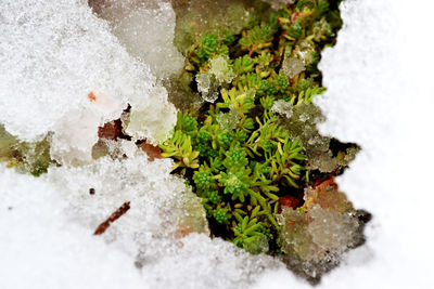 Close-up of plants growing during winter