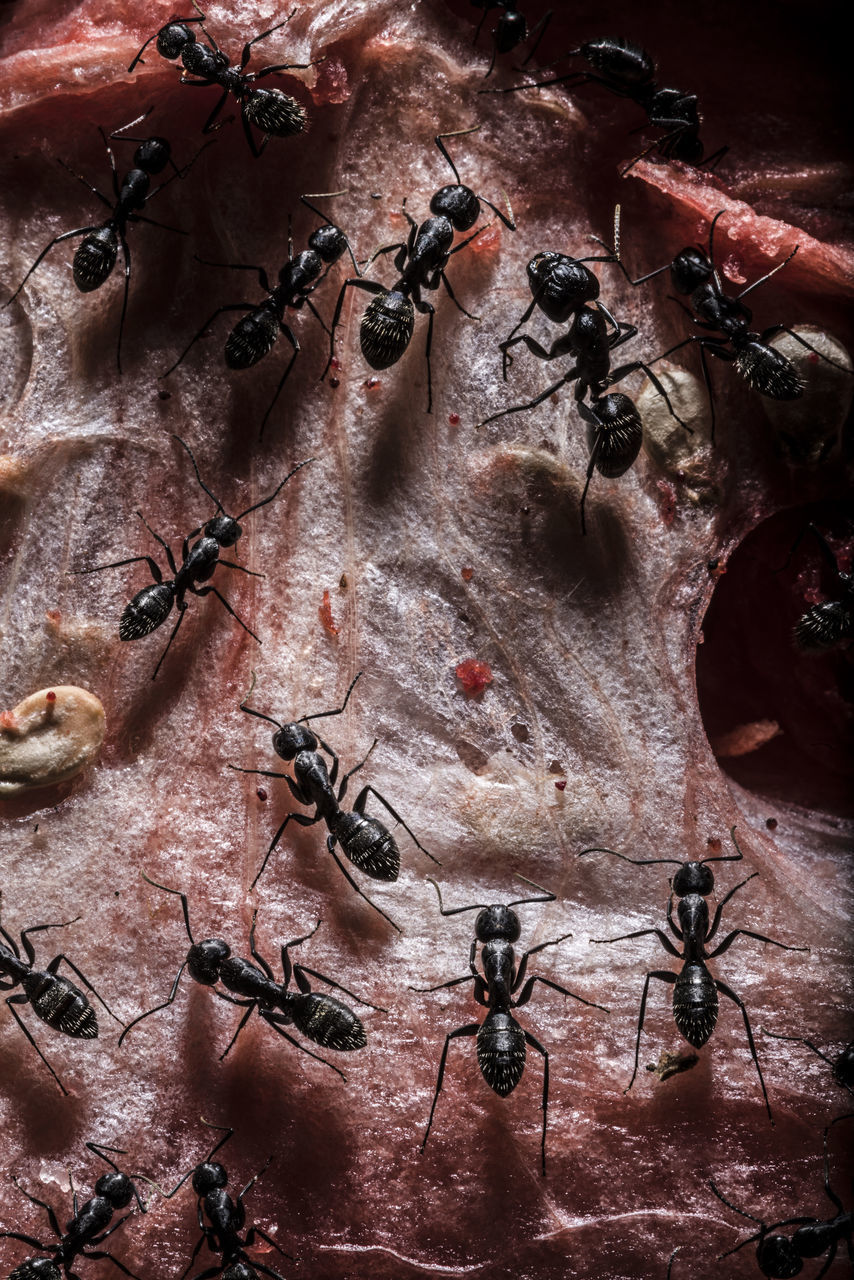 CLOSE-UP OF ANT ON THE GROUND