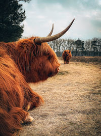 Cow standing on field