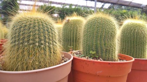 Close-up of succulent plant on field