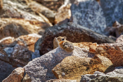 Close-up of lizard on rock