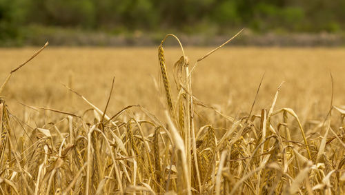 Close-up of stalks in field