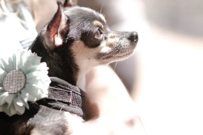 Close-up of dog outdoors