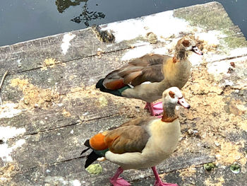 High angle view of ducks in lake