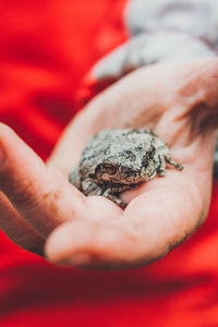 Close-up of hand holding frog