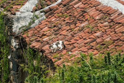 High angle view of cat on roof tiles