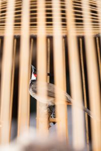 Blurred motion of bird perching on metal